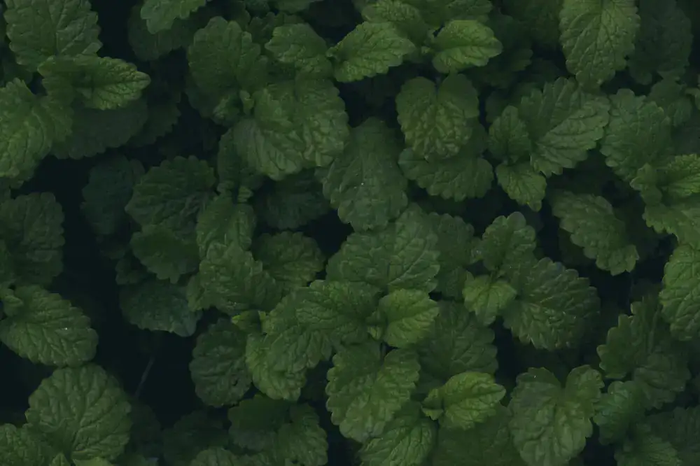 Detalle de menta